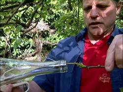 Bottling Nature's Sweetness: Growing Pears in Bottles Instructional Video