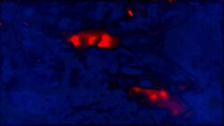 Snakes: Senses, Anatomy, and Behavior Instructional Video