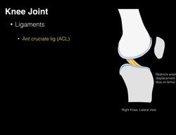 Knee joint structure and actions Instructional Video
