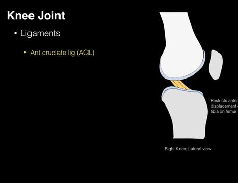 Knee joint structure and actions