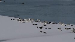 Trumpeter Swans and Canada Geese Stock Footage