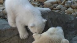 CLEAN : Polar bear cup takes its first steps outside at Vienna Zoo News Clip