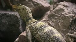 This Lizard Is So Elusive, Many People Thought it was Extinct Instructional Video