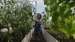 Little girl touches a green tomato in a greenhouse Stock Footage