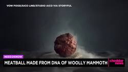 Meatball Made From DNA of Woolly Mammoth News Clip
