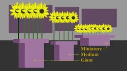 How to Grow Sunflowers Instructional Video