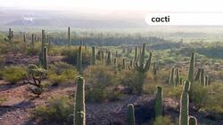 Plant adaptations Instructional Video