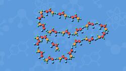 High Five Facts - Proteins Instructional Video