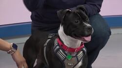 Paws & Pals: Buffy now up for adoption with Associated Humane Societies News Clip