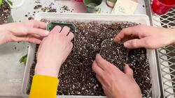 Essential tips for growing your favourite vegetables at home from seeds News Clip