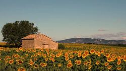 Stone house in Sunflower field blooming near lavender fields during summer in Valensole plain of Provence France Stock Footage