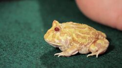 3 Care Tips for Pac-Man Frogs Instructional Video