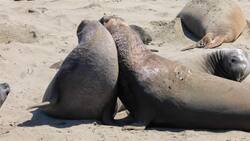 I WONDER - How Big Is The Southern Elephant Seal? Instructional Video
