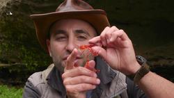 Red Crab Invasion! Instructional Video