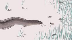 TED-Ed: The fish that walk on land | Noah R. Bressman Instructional Video
