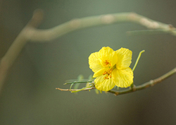 Lichen: Indicator Species Instructional Video