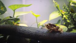 Meet the Golden Frog of Panama! The Country’s National Animal Instructional Video