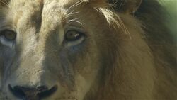 Meeting Their Fathers For the First Time Is An Amazing Experience for These Lion Cubs! Instructional Video