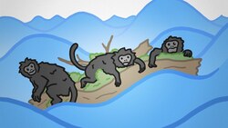 The WEIRD Way Monkeys Got to America Instructional Video