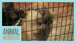 Baby Beaver Update! (Poop Water Everywhere) Instructional Video