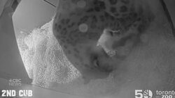 #TheMoment a snow leopard gave birth to two cubs at the Toronto Zoo News Clip