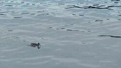 Waterbird Stock Footage