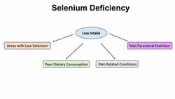 Selenium Deficiency | Dietary Sources, Causes, Signs & Symptoms (Infertility), Diagnosis, Treatment Instructional Video