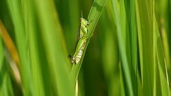 Slow motion grasshopper on green rice plant field Stock Footage