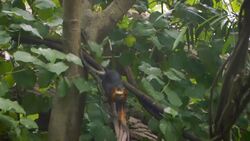 Meet Zoey and Cilantro, Two of the Cutest Tamarin Monkies Instructional Video