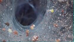 High Five Facts - Spiders Choca Esos Cinco - Arañas Instructional Video