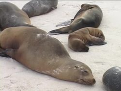 The Evolution of Scientific Understanding Instructional Video