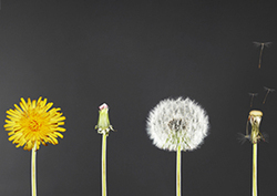 Ciclos de la vida vegetal: reproducción asexual Instructional Video