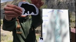 Yellowstone National Park - Bears Instructional Video