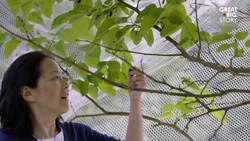 From weeds to fine dining, the art of foraging Instructional Video