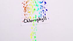 Why Are Leaves Green? Part 1 Instructional Video