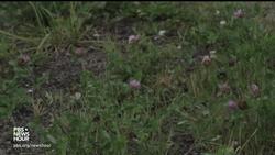 This Nonprofit Has A Sweet Plan For Reclaiming Vacant Detroit Lots News Clip