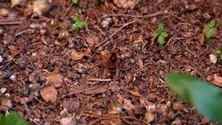 Butterfly Eating Bee Stock Footage