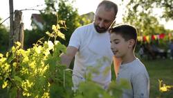 What Does Sunlight Do? Instructional Video