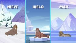 I WONDER - Where Do Walrus Live? Me Pregunto - Dónde Viven Las Morsas? Instructional Video