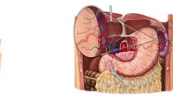 Arteries of the stomach, liver and spleen Instructional Video