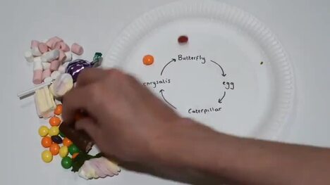 Butterfly Life Cycle Model