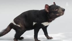 Tommy the Tasmanian Devil, A Fight for Survival Instructional Video