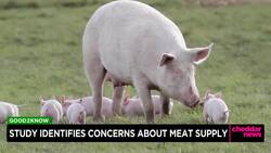Study Identifies Concerns About Meat Supply News Clip