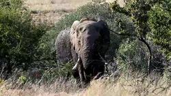 Elephant in Pilanesberg, South Africa wildlife safari. Stock Footage