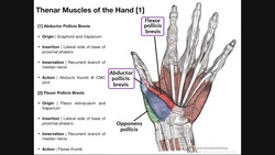 Palmar Musculature | The Thenar Muscles Instructional Video