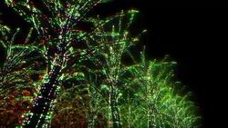 Neon Tree illumination Stock Footage