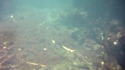 Underwater at Cenote in the Yucatán Peninsula, Mexico Stock Footage