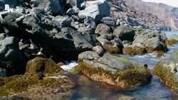 Entering Kill Zone with Great White Sharks! Instructional Video