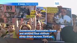 Thousands protest in Istanbul against bill they fear will lead to mass cull of stray dogs Instructional Video