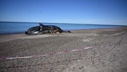 CLEAN : A dead whale appears on a beach in Southern Argentina News Clip